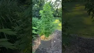Earthbox crushing it in BAS 3.0 Paradise Pine X Whitethorn Rose in 30gallon