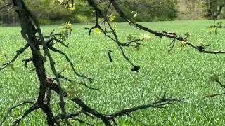 Apart - Together- music by Ravel &ldquo;Mother Goose &ldquo;