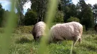 Schwarzk&ouml;pfiges Fleischschaf (2014)
