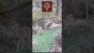 #deer #bucking #buckdeer #yearling #buttonbuck #sto #foodplots #pissandwind #spiritofthewild ￼