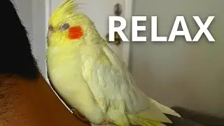 How Does A Cockatiel Relax