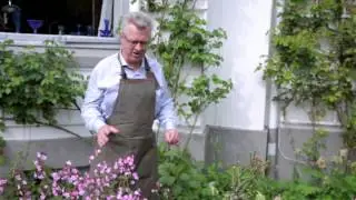 Tulipaner