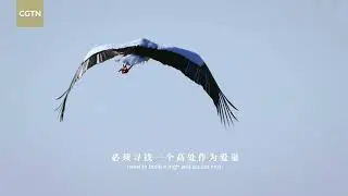 Wild Yellow River Series | Episode 7：Oriental stork