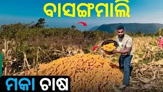 ଆମେ FIRST Time କରୁଛୁ Corn 🌽  business ସେଇଟା ବି ବାସଙ୍ଗମାଳି ତଳ Corn Field ରେ 