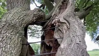 Kroezeboom, oude zomereik🪾, Fleringen, gemeente Tubbergen🌳🇳🇱