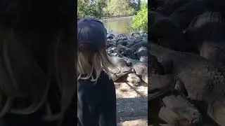 HUGE SWARM OF Massive alligators being fed UP CLOSE AND PERSONAL! Orlando Florida Gatorland!