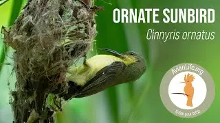 Interesting Ornate Sunbird - Cinnyris ornatus