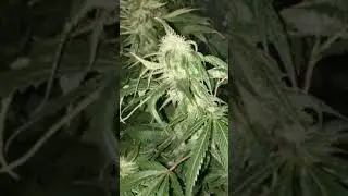 Critical kush black dog kush grow week 5 flower