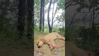 #fyp #viral #viralshorts  #viralvideo #goldenretriever #puppy #2month #cute #elivan