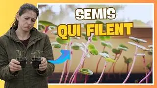 🌱 Semis qui filent : le vrai problème n’est pas (que) la lumière
