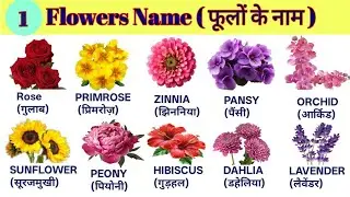 Learn 15 Flower Name Hindi & English | फूलों के नाम | Flower Name | #flowers 