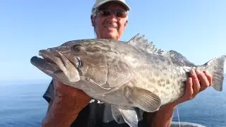 HUGE Grouper and Red Snapper on Hubbard's Marina 39 Hour Tampa Deep Sea Fishing Trip