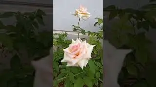 7 days rose in my house