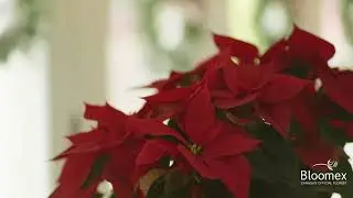 Shop Flower Delivery with Bloomex Canada this Christmas