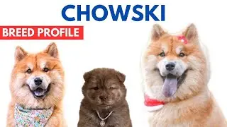 Chusky Chowski Breed Profile History - Price - Traits - Chusky Dog Grooming Needs - Lifespan