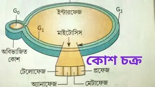 Cell cycle in bengali (কোশ চক্র) by BAPI DAS