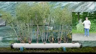 Hydroponic Red Russian Kale Seed Harvest