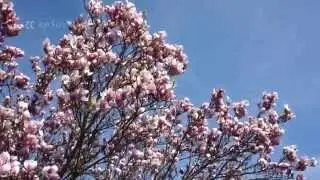 Cute Spring Flowers Blossom in Europe