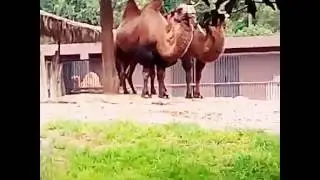 Camello  con dos jorobas : )