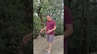 Kanataal to Dehradun Via Matdevta