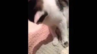 Sweet  Little Eve Teen Kitten