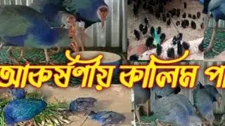 কালিম পাখি-এই সর্বপ্রথম নোয়াখালী সুবর্ণচরে আমরা নিয়ে এসেছি-কালিম পাখির কোন প্রবলেম হলে-আমরা আছি