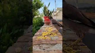 Indian Myna and squirrel at home #shortsvideo #youtubeshorts #shorts #shortsfeed #short #shortvideo