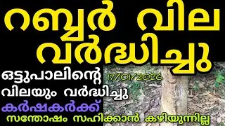 റബ്ബർ വിലയിൽ വർദ്ധനവ് | 17/01/2026/ ശനി | Manojnediyackal rubber tapping 
