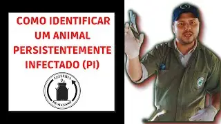 COMO IDENTIFICAR O ANIMAL PERSISTENTEMENTE INFECTADO (PI)