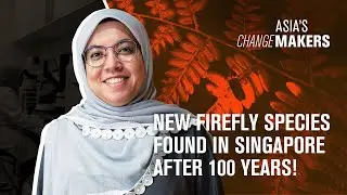New firefly species found in Singapore after 100 years! | Asia's Changemakers