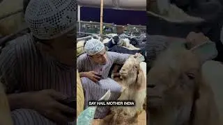 Which country Eid Goat ?? 😂&hearts;️ #funny #eid #goat