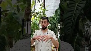 Hairy plants trailer (teaser)