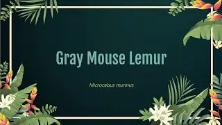Gray Mouse Lemur
