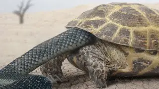 Here's How Turtles Defend Themselves from Snakes