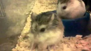 Two (2) Hamsters Eating