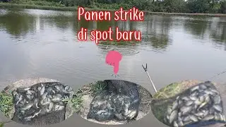 Mancing ikan mujair nila terbanyak || spot baru KBN Marunda