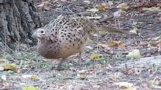 курочка фазана) pheasant chicken)