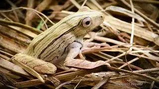 Can you Spot This File-Eared Tree Frog?