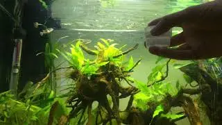 Ep.13 The Hierarchy In Pea Puffer Groups