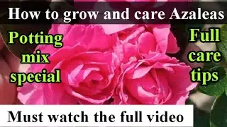 How to grow AZALEA plant (best potting mix + all important care tips)