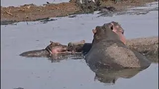 Safari Taste in Tanzania Hilltop Travel