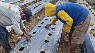 A QUICK AND EASY WAY TO PLANT HUNDREDS OF CHILI PLANTS WITHOUT ANY HASSLE! - Agriculture Farming