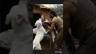 &ldquo;Snake Attacks Girl, Brave Dog Saves Her! 🐶🐍&rdquo; ✅#Snake attack#Hero dog 🐶#Snake vs dog