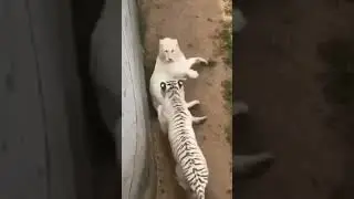 White TIGER Attack White LION!!! 😨 #animals #tiger #lion #shorts #wildlife #fight