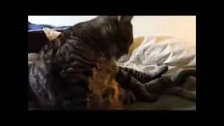 Feline Observational Video XVI - Cat Self Grooming
