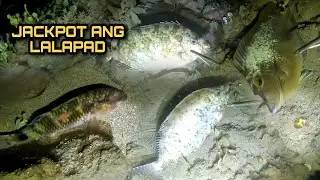 Night Spearfishing Hunting Fresh Seafoods Palawan Philippines Episode 14