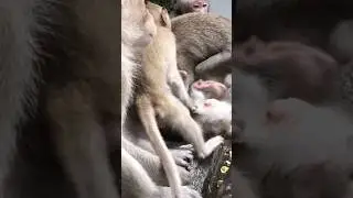 Happy time little mokeye play? 🐒😍 #monkey #primiatemonkey #playfulmonkeys #animals