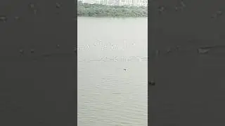 group of sea bird #viral #youtubeshorts #ship