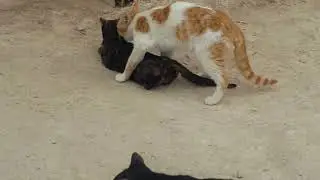 black hot cat making love with white and brown cat  || cats mating || pet mating is so amazing