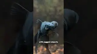 This Goldfish POPPED ITS EYE!!!